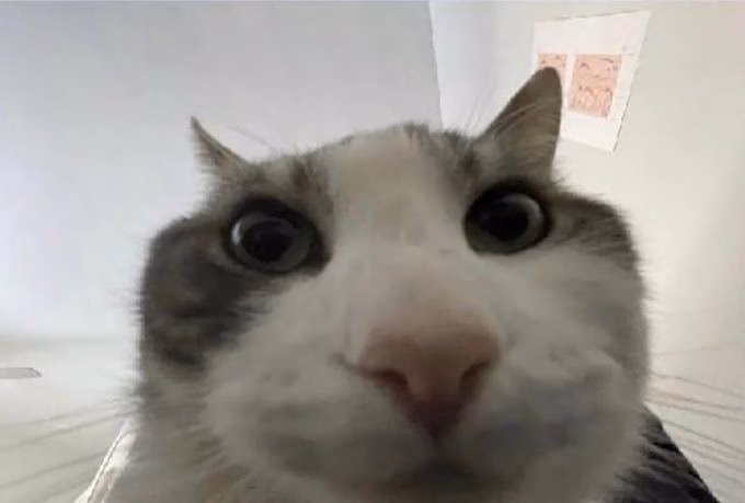 Gqxl8hJX0AAOpgJ.png