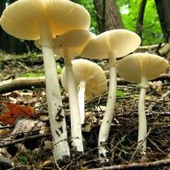whiteshrooms