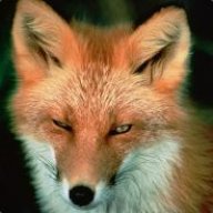 Fickle Fox|Stricken.