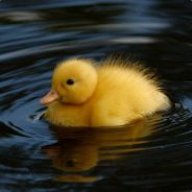 DUCKIE