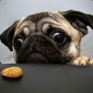 Greendog