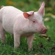 Piglet_Incest