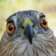 Hawkward