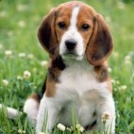 [DOG]Beagle