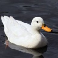 Lmayo