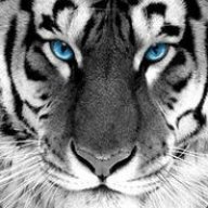 .tigЯe
