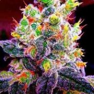 Manbungo´s Weed