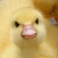 MadDucks