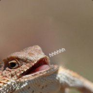 Mentally Retarded Iguana