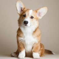 Corgo