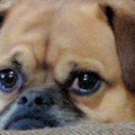 Doggo Man
