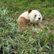 Panda Gamer