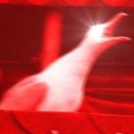 Ultra Instinct Seagull
