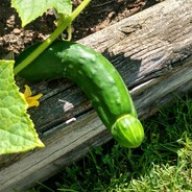 The cucumber