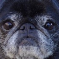 PugTaro