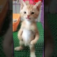 _meow_