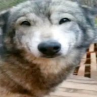 catlol