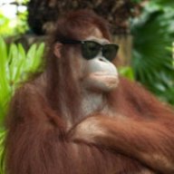 That One Orangutan