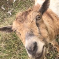 The Goatmaster