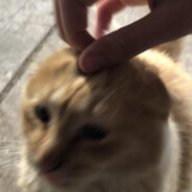 luckylouie