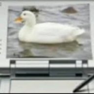 patito cuack cuack