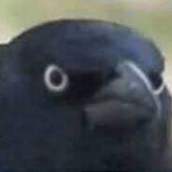 Crowwwwwwwwwwww