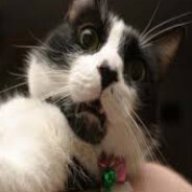 DaCat99