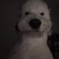 NukiDoagle