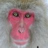 Red Face Monkey