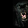 LeCatBlack