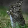 ℒℴ√ℯ | Fluffy Bunny