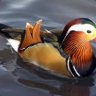 Ducky1