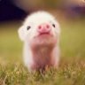 Sneaky Piglet