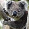 GTM.Koala