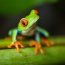 sexyGreenFrog