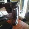 Fluffy Mr Kitty