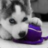 |RoTA| Husky!!!!! #PPP4Steel