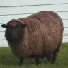TehBrownSheep