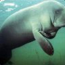 (Music) Manatee Mike