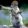 nuclearsquirrel