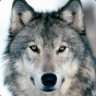 Lone Wolf