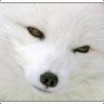 Xiro.Fawks