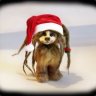 Rasta Bear ☮ -Santa Pootis-