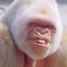 HonkeyDong