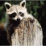 dash.Zz|The Racoon|zZ