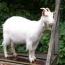 ToastedGoat
