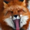 DeadlyKitsune