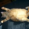 BIG FAT GOR
