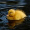 DUCKIE
