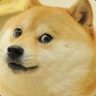 Doge Such Cool